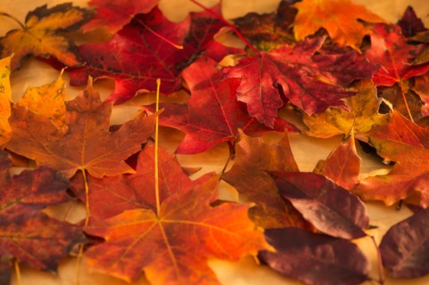 Close up of colorful leaves