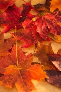 Close up of colorful leaves