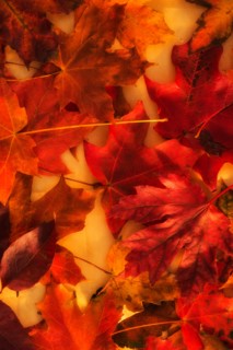 Close up of colorful leaves