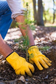 Man planting evergreen tree