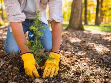 Man planting evergreen tree