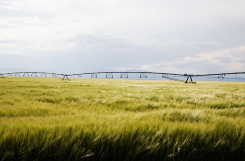 Barley field