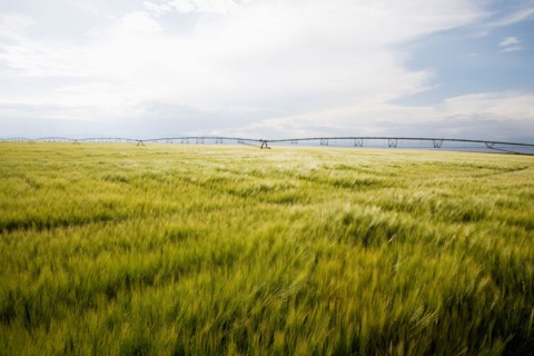 Barley field