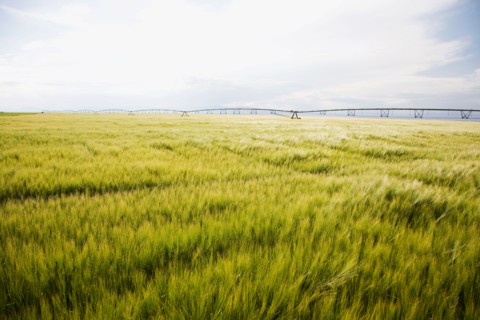 Barley field