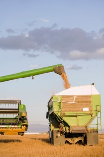 Combining grain