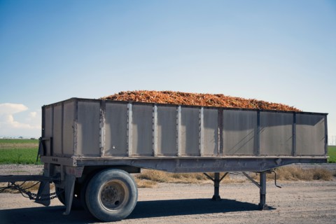 Trailer filled with carrots
