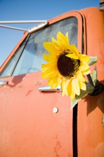 Sunflower in gas tank of old truck