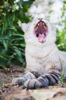 Cat yawning