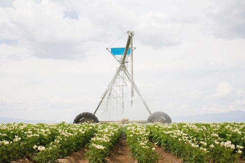 Sprinkler watering flowering potato plants