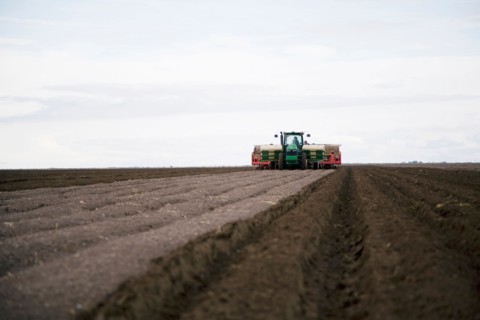 Planting potato seed
