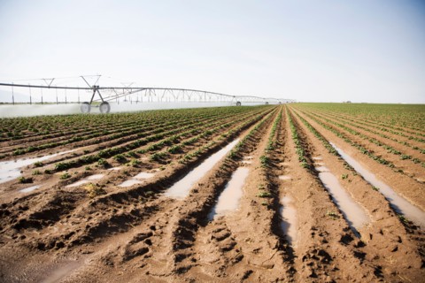 Sprinkler watering flowering potato field