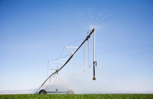 Sprinkler watering barley field
