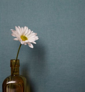 Studio shot of single daisy flower in vase on blue background