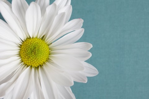 Close-up view of daisy flower head on blue background