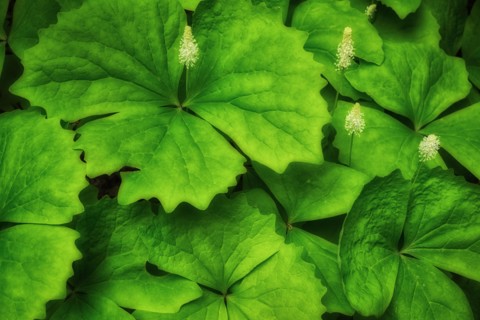 Close-up of green leaves