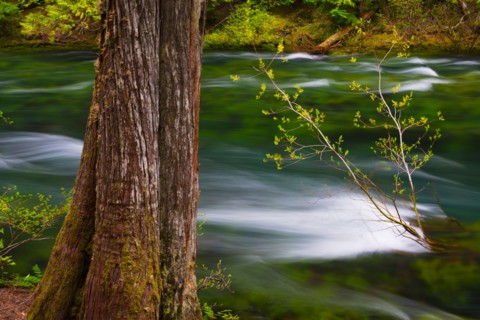 McKenzie River with tree in foreground