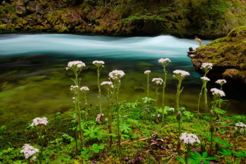 McKenzie River with wildflowers in foreground