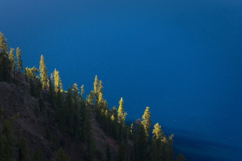 Trees growing on hillside