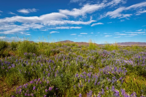 Wildflowers in meadow