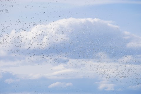 Flock of Gregarious geese in flight
