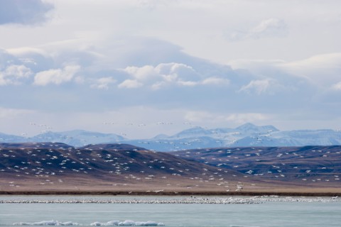 Flock of Gregarious geese over lake