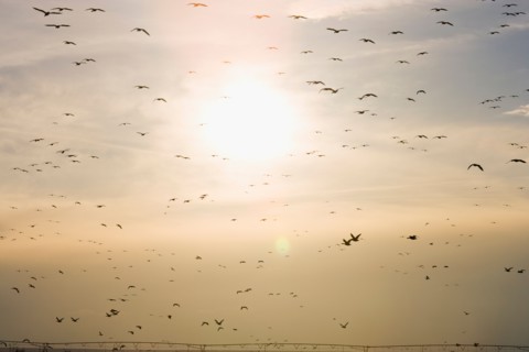 Flock of Gregarious geese flying at sunset