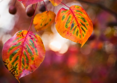 Autumn leaves.