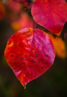 Autumn leaves.