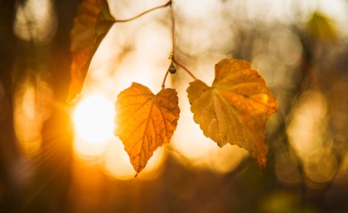 Autumn leaves.