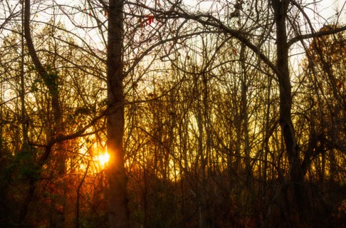 Autumn forest.