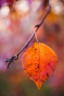Autumn leaf.