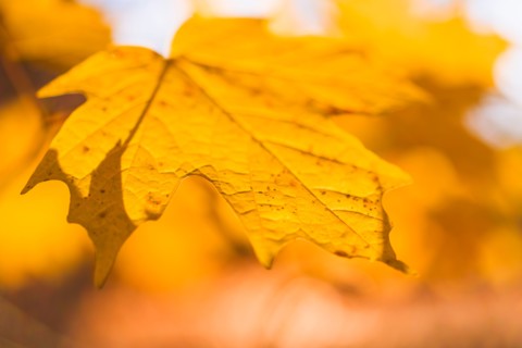 Autumn leaf.