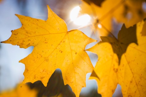 Autumn leaves.