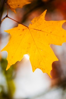 Autumn leaf.