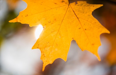 Autumn leaf.