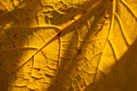 Detail of autumn leaf.