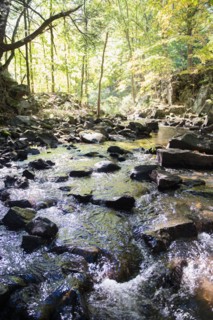 Stream in forest. Photo : Jamie Grill