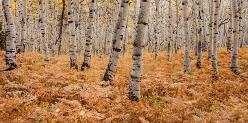 Aspen forest in autumn. Photo : Mike Kemp