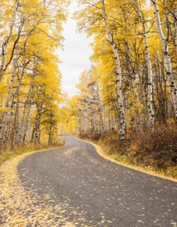 Road through forest in autumn. Photo: Mike Kemp