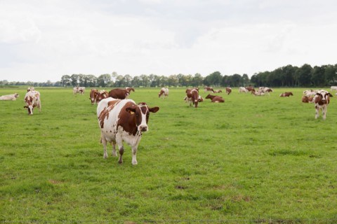 Cows on pasture. Photo : Jan Scherders