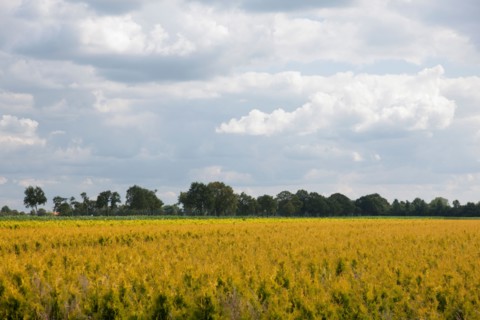 Rural scenery. Photo : Jan Scherders