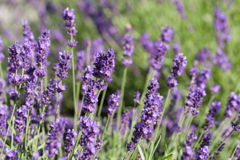 Close-up of lavender flowers. Photo : Jan Scherders
