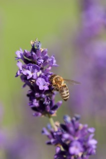 Close-up of lavender flowers. Photo : Jan Scherders