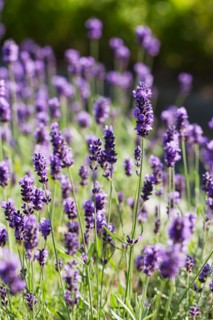 Close-up of lavender flowers. Photo : Jan Scherders