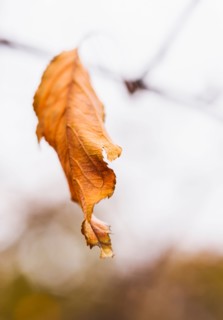 Autumn leaf.