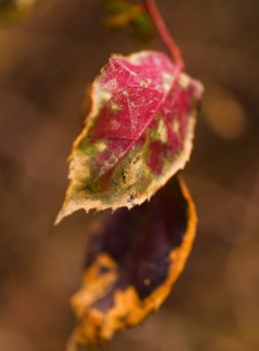 Autumn leaf.