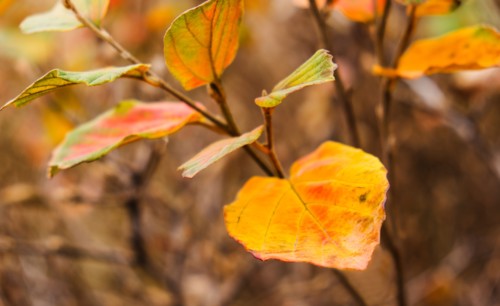 Autumn leaf.