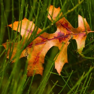 Leaf tangled in grass.