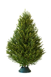 Christmas tree.