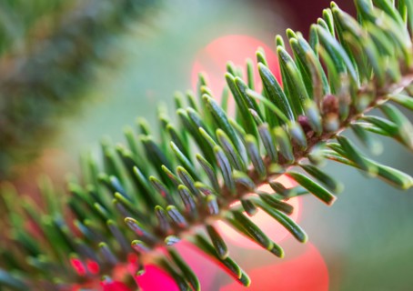 Detail of evergreen tree.